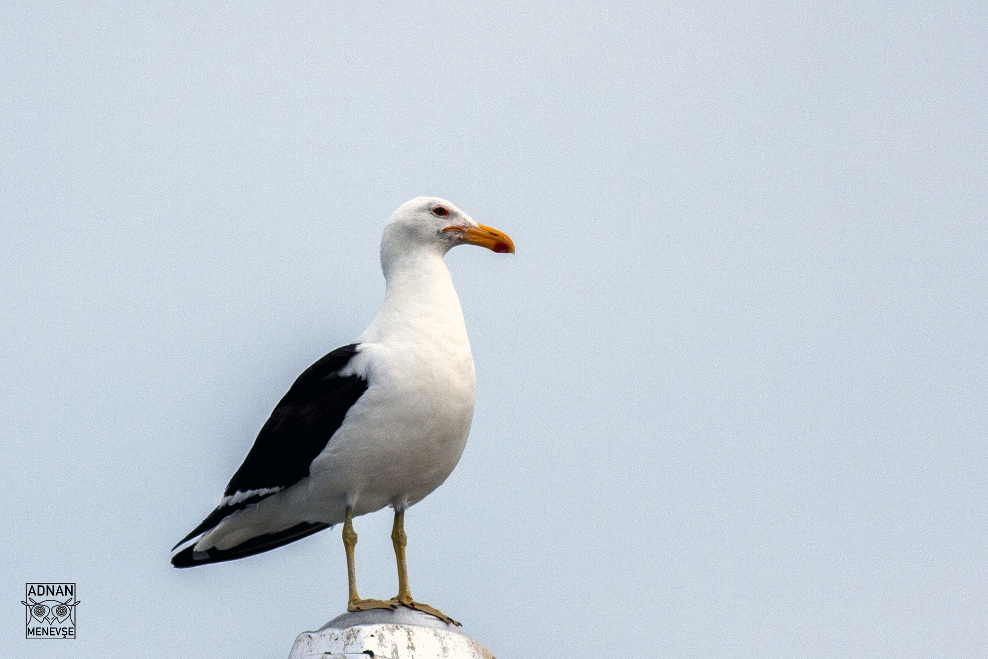 Kelp Gull